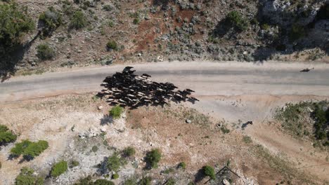 Tiere-Fahren-Auf-Bergstraße