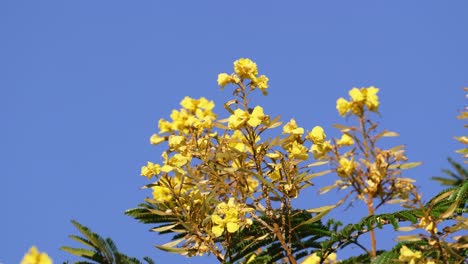 Abeja-Ocupada-Y-Libélula-Volando,-Polinizando-Hermosas-Flores-Amarillas-Doradas-De-Peltophorum-Dubium,-Durante-La-Temporada-De-Verano,-Tiro-De-Cerca-De-La-Naturaleza