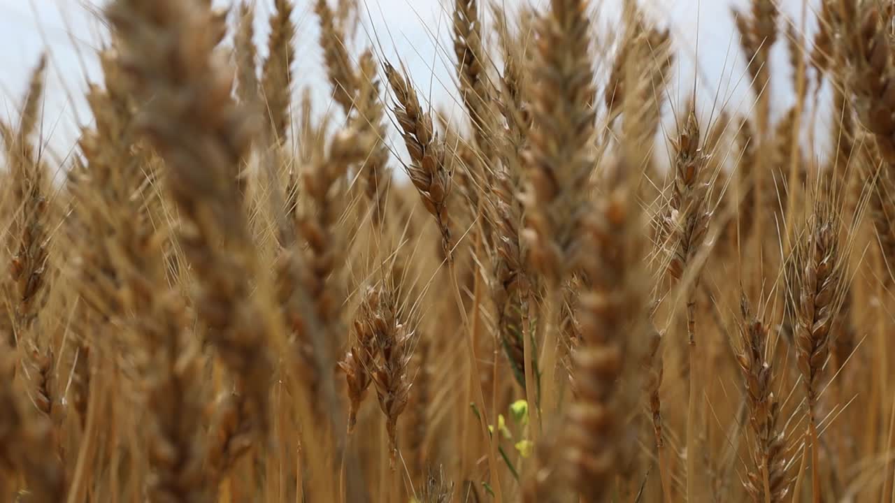Close up Of Golden Wheat Ears On Field Blowing In The Wind