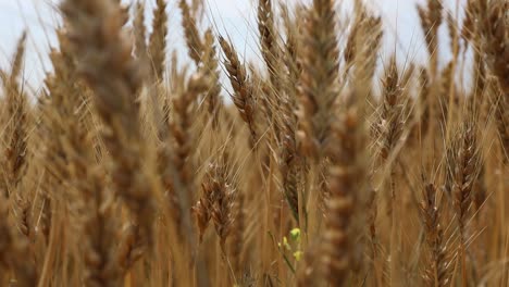 cerca de espigas doradas en el campo que sopla en el viento