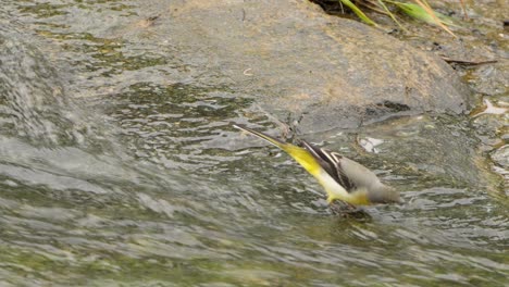 grey wagtail bird feeds drinking water in running stream, forages walking on the rocky bank of running brook - close-up