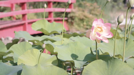 pulling focus from a red wooden bridge walkway to a beautiful pink flower in a pond