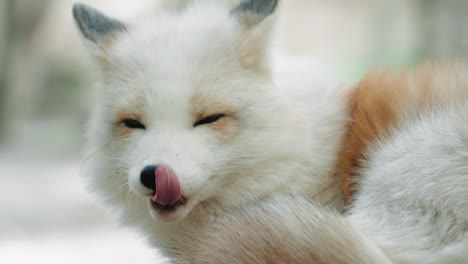 Süßer-Weißer-Polarfuchs,-Der-Im-Zao-Fuchsdorf-In-Shiroishi,-Miyagi,-Japan,-Seine-Zunge-Herausstreckt