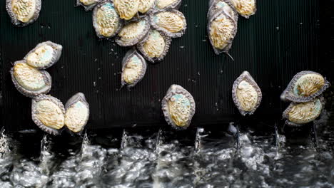 Haliotis-Midae-Abalone-Gleitet-über-Sprudelndem-Wasser-Im-Tank-Nach-Unten