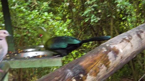 Un-Loerie-Verde-Caminando