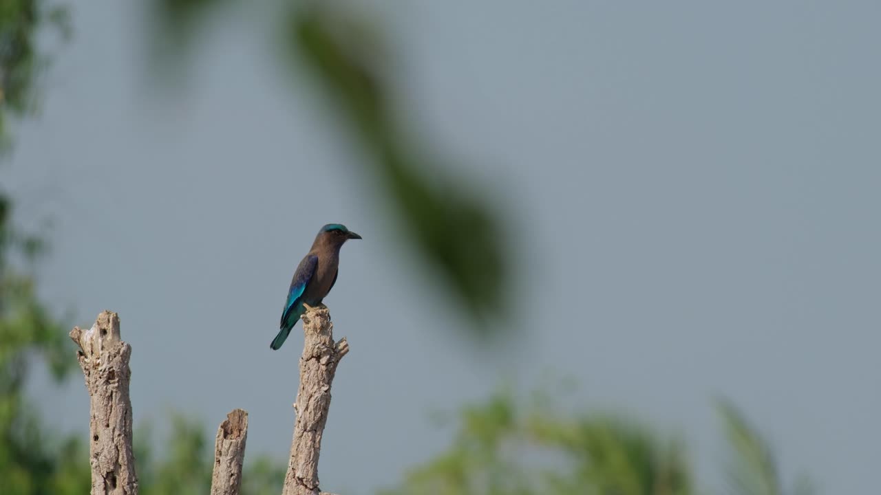 Visto appollaiato su un ramo marcio mentre le foglie si muovono davanti ad esso, Ghiandaia indocinese (Coracias affinis), Thailandia