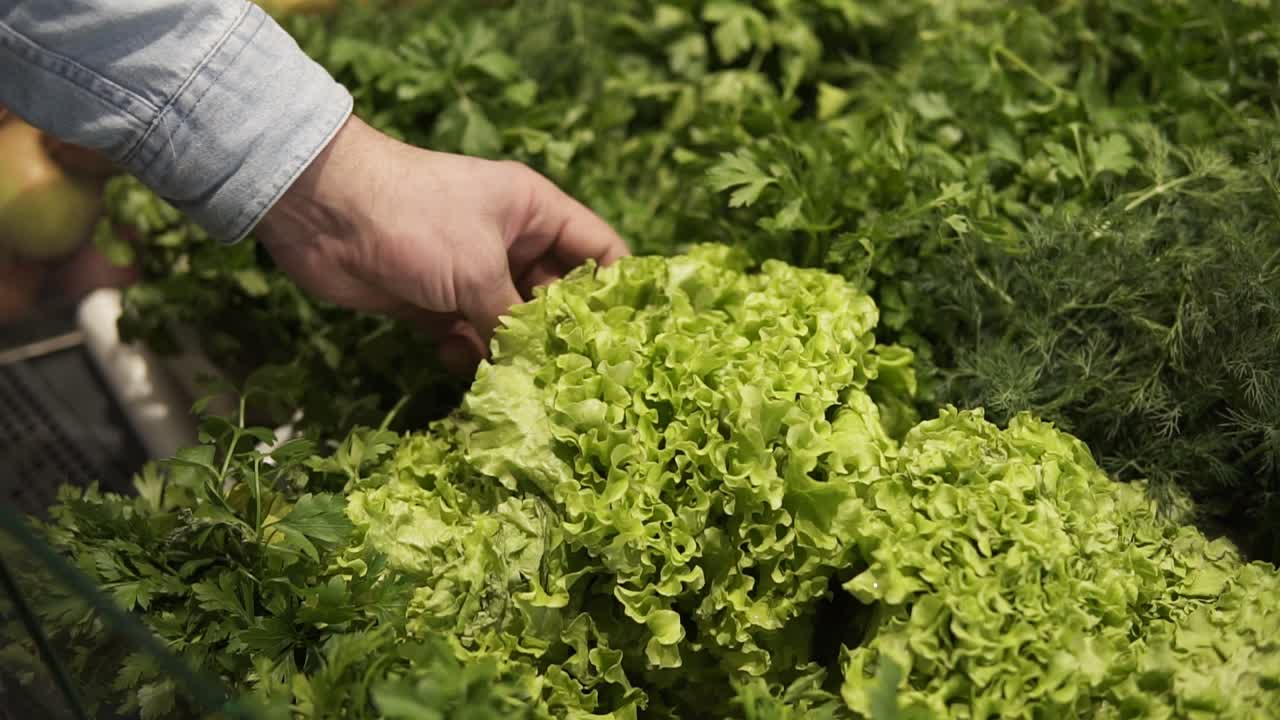una mano masculina toma verduras, hojas de ensalada del mostrador en un supermercado.
