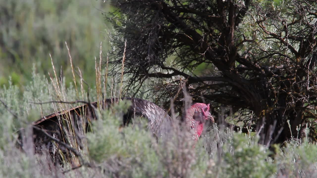 el pavo salvaje busca comida por el árbol de sable con el brillo de la niebla de calor