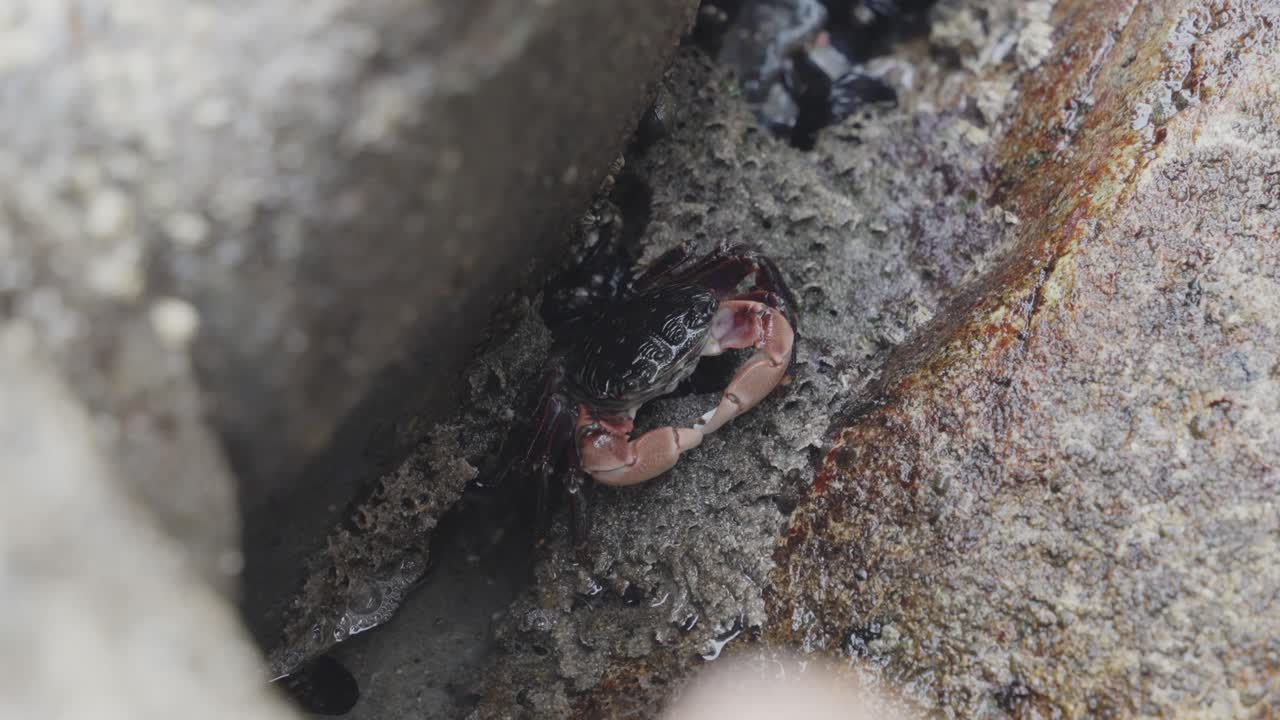 A crab nestles between rocks in a tide pool, its powerful claws and intricate shell patterns highlighted in this detailed shot. A glimpse into the life of a tide pool survivor.