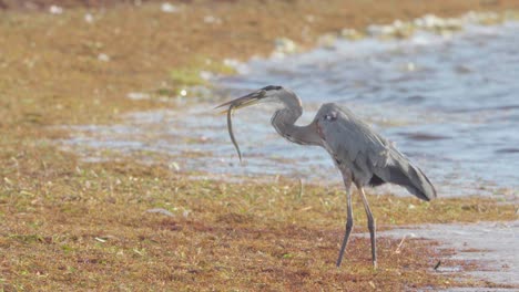 gran garza azul caminando por la orilla de la playa con pez aguja luchando en pico