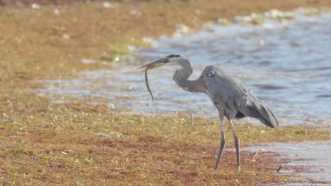 great blue heron walking along beach shore with fighting needlefish in beak