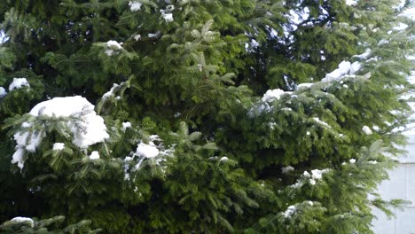 small piece of snow drops of a tree at early spring