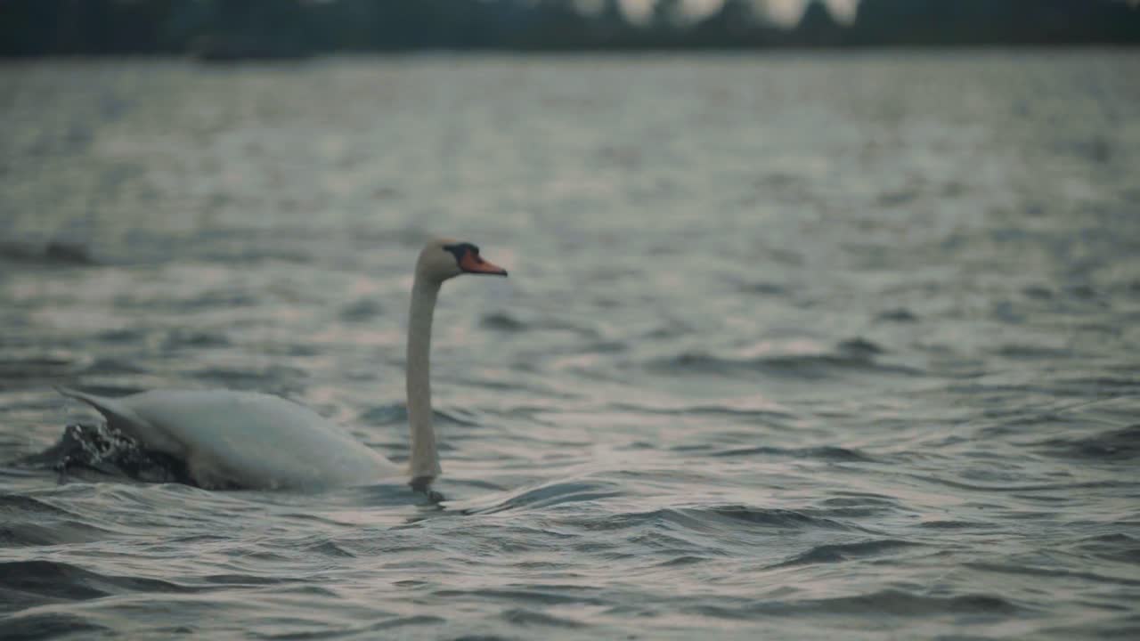 cisne despegando, corriendo sobre el agua ganando impulso antes de volar, seguimiento en cámara lenta