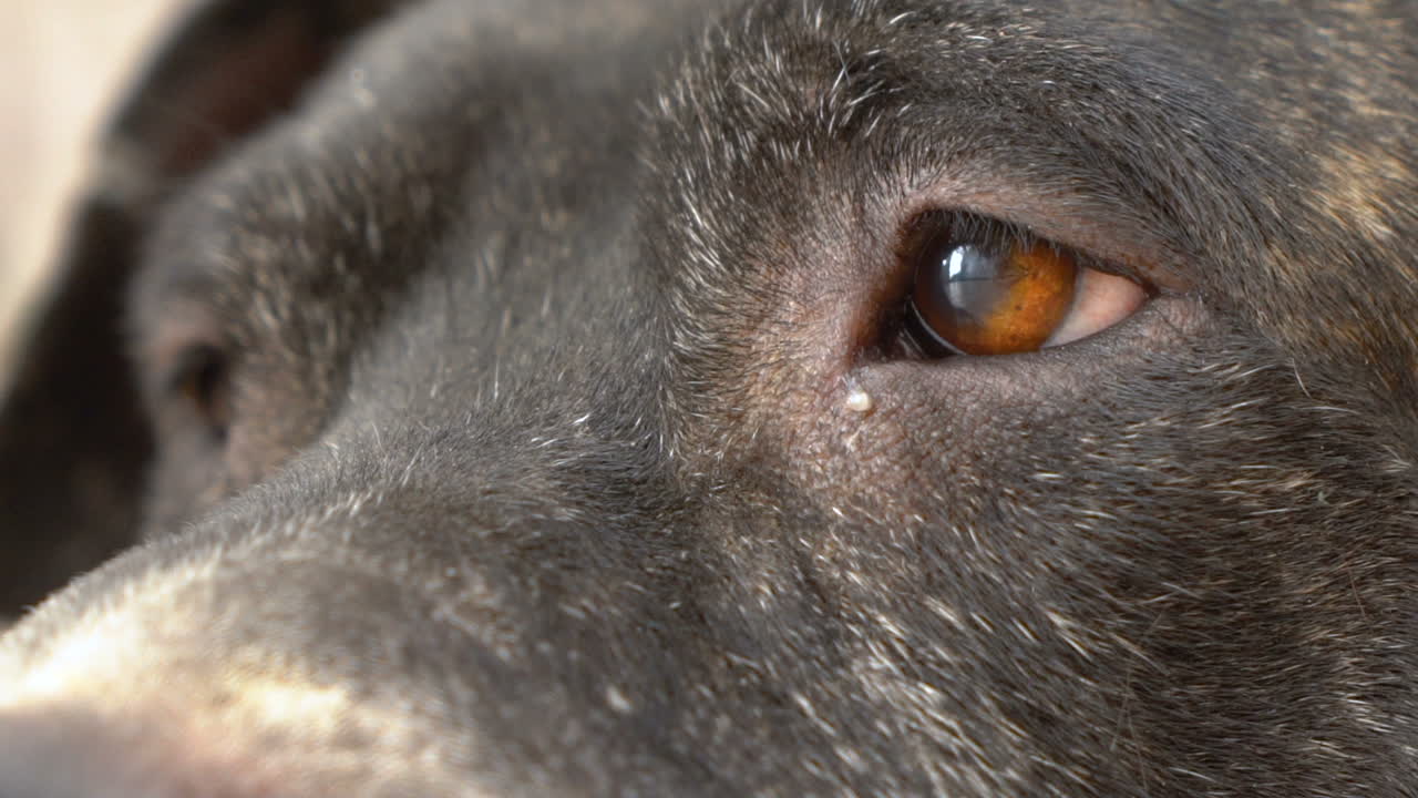Close-up of a dog's eye