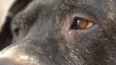close-up of a dog's eye