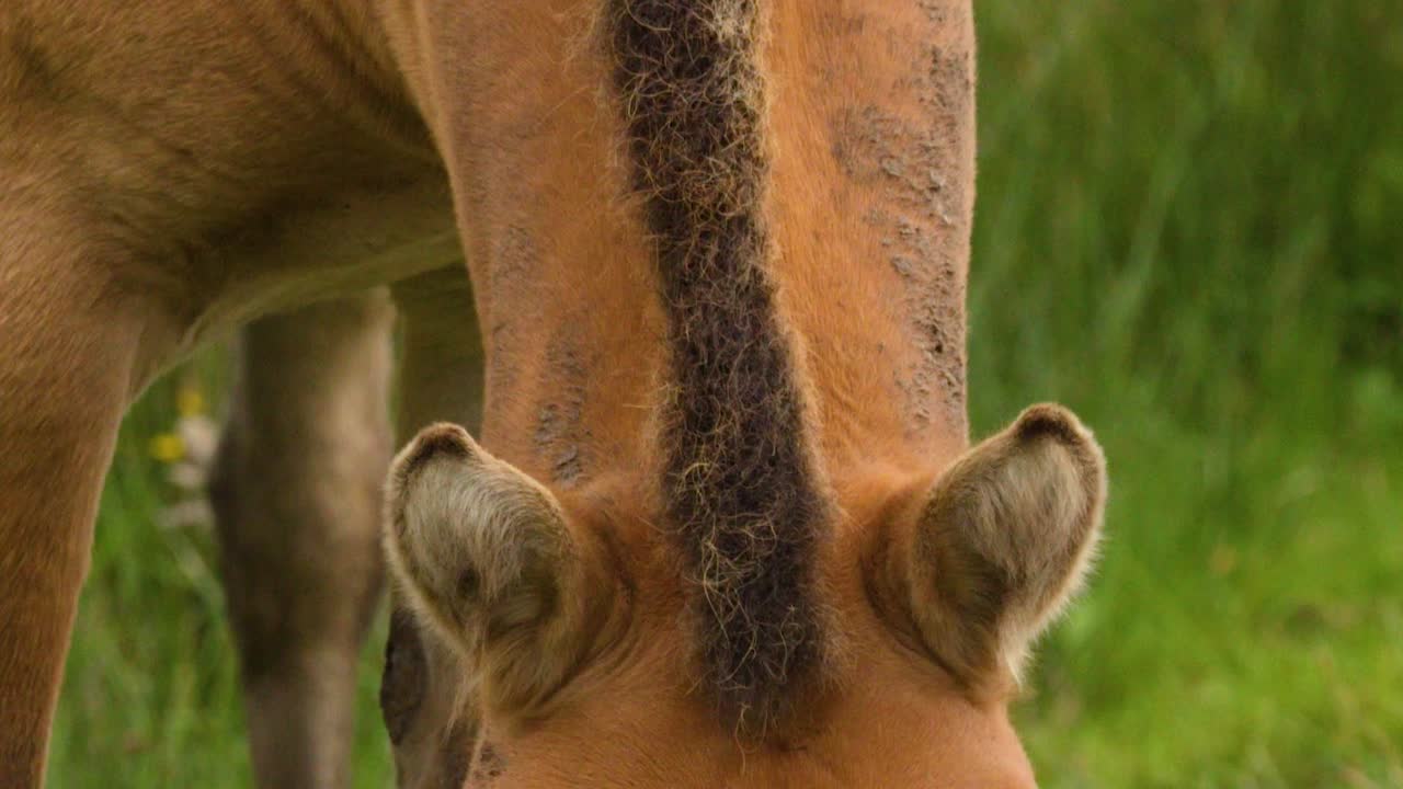 Detailed close-up of a wild horse's head and mane while grazing on lush grass