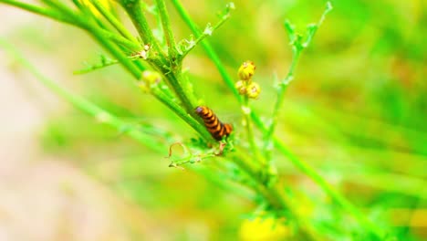 yellow black striped caterpillar crawling on green plant