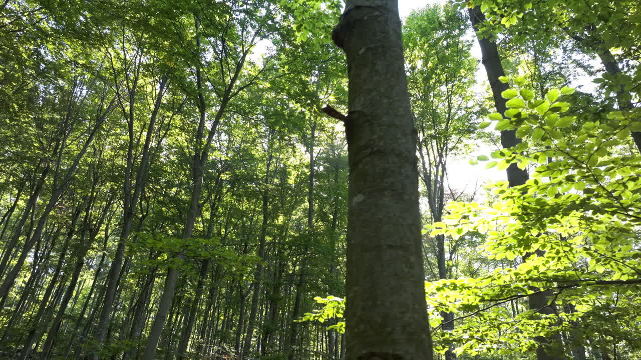 Lush Forest with Sunlight Streaming Through the Trees