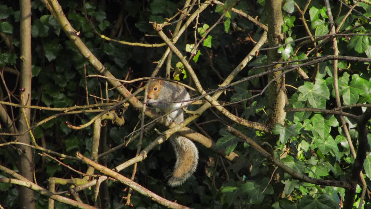 ardilla gris sentada en la rama de un árbol comiendo nuez