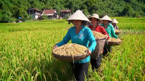 women harvesting rice in lush green fields, showcasing traditional techniques and cultural practices of agriculture in a rural setting