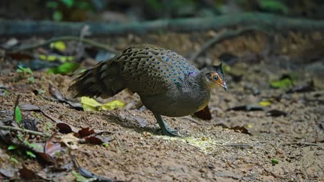 malayan peacock-pheasant feeding in the forest - close up