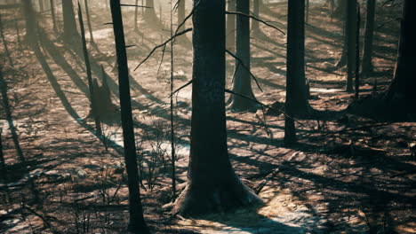 a burned forest after a wildfire