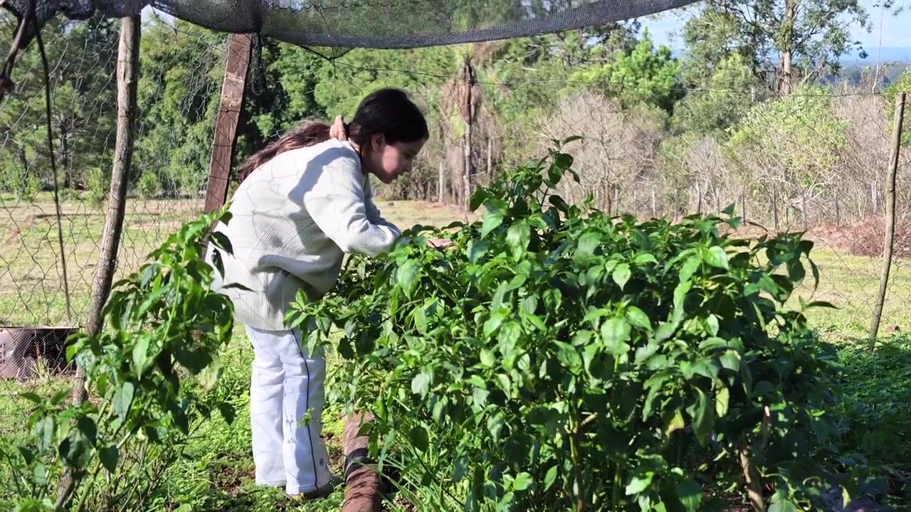 Young girl carefully picks fresh produce directly from healthy plants while working in a productive countryside vegetable garden.