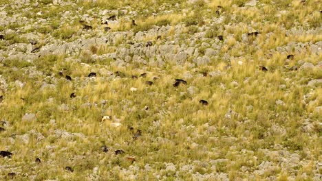 rebaño de cabras pastando en prados de hierba seca en la ladera rocosa de la montaña en los balcanes