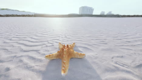 estrellas de mar en la playa de la ciudad