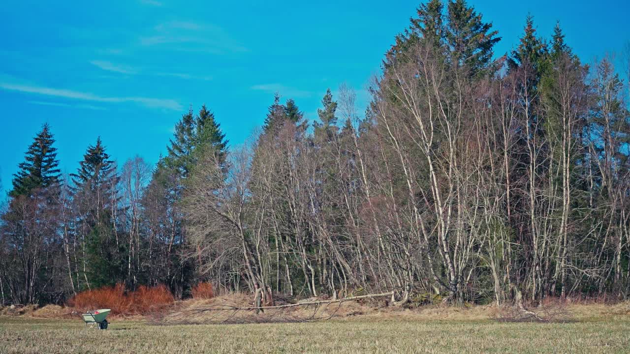 Operaio che taglia alberi nella foresta durante il giorno. Timelapse.