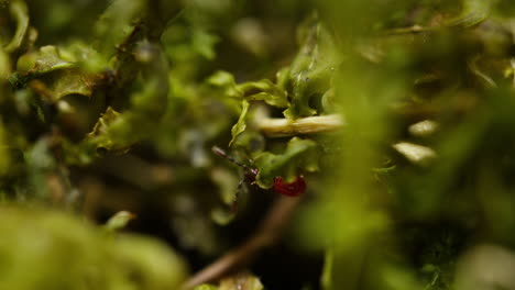 Red-juvenile-boxelder-bug-Boisea-trivittata-walk-on-foliage,-telephoto