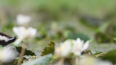 jacana de cola de faisán la reina de los humedales en el hermoso hábitat de las flores de lirio de agua