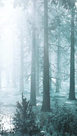 enchanted winter forest