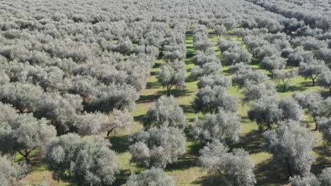 field of very tall centuries-old olive trees