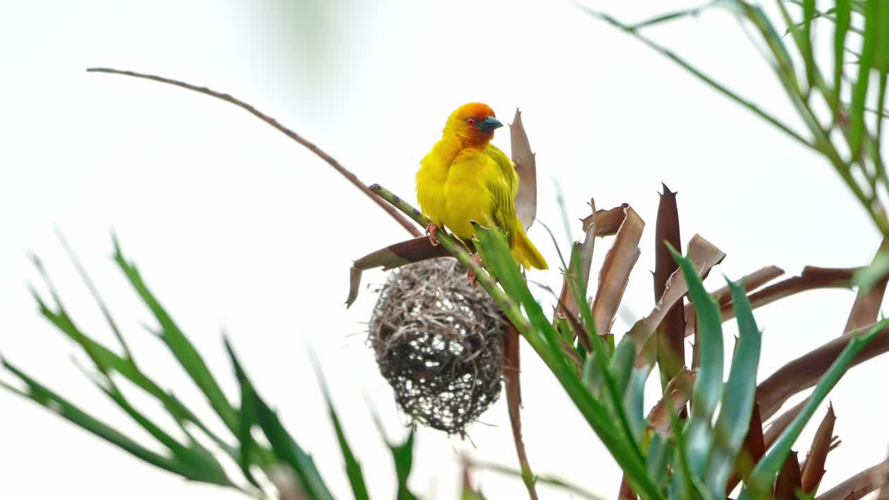 The male Eastern Golden Weaver sings his courtship song near the nesting colony in Zanzibar