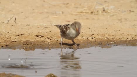 female house sparrow (passer domesticus) drinking water from a spring in the desert and flew away
