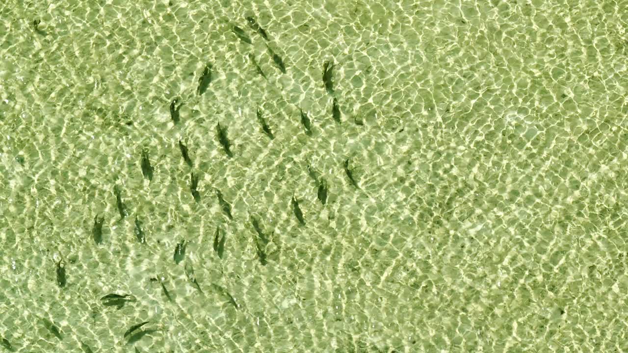 vista aérea de arriba hacia abajo de un banco de peces en las aguas cristalinas de las bahamas