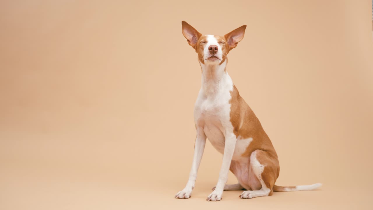 Ibizan Hound Portraits
