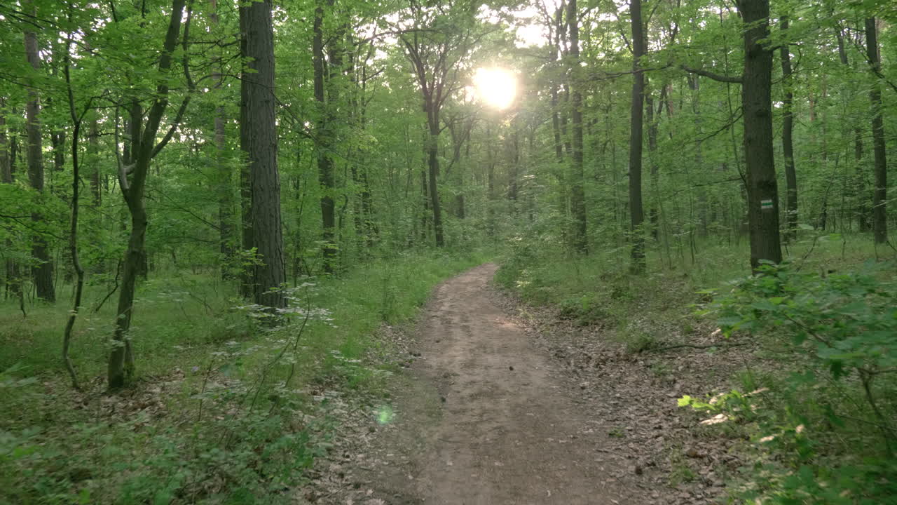 camminare nella foresta su un sentiero verso il rallentatore del sole al tramonto