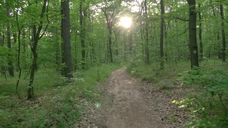 Caminar-En-El-Bosque-Por-Un-Camino-Hacia-La-Cámara-Lenta-Del-Sol-Poniente