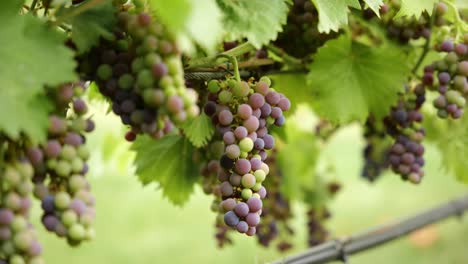 Purple-and-green-grapevines-hanging-in-vineyard-with-green-leaves