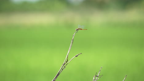 libélula descansando en una rama seca en la naturaleza
