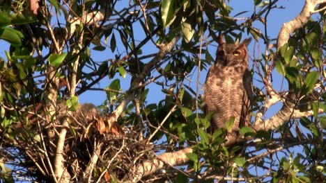 A great horned owl peers down from a tree in the forest 2