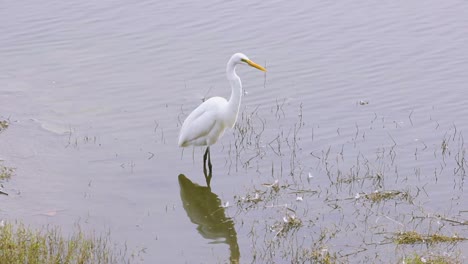 Schöner-Weißer-Reiher,-Der-Fische-Im-See-Sucht,-Der-Nach-Jagd-i-Vogel-Stockvideos-In-Full-HD-Sucht