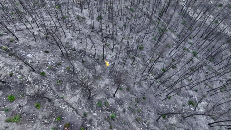 Macho-Inspeccionando-Restos-De-árboles-Forestales-Daños-Por-Incendios-Forestales-Vista-Aérea-De-Arriba-Hacia-Abajo