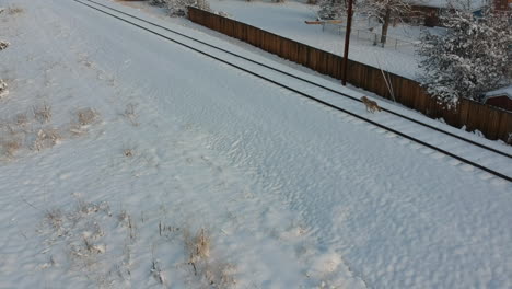coyote running from train