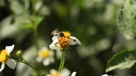 Abeja-Polinizando-Flores-Blancas