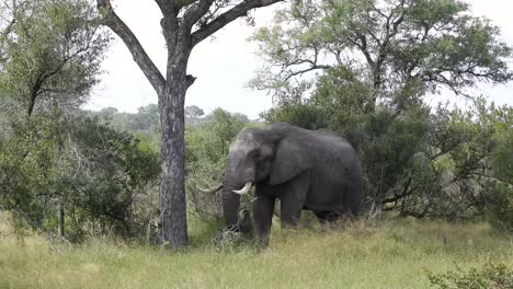 Ein-Afrikanischer-Elefant-Grast-Auf-Einem-Busch-Im-Schatten-Des-Krüger-Nationalparks