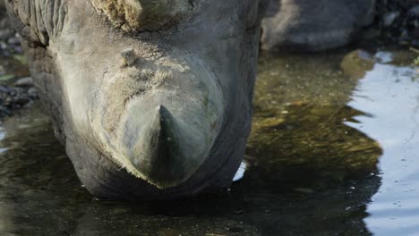 Rhino-drinking-water,-rhino-horn,-warm-and-sunny-day,-RED-4K