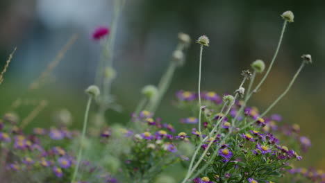 meadow of purple aster amellus plants in foreground, blurred background showing a swing moving back and forth, nature and humans together